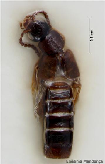 © Enésima Mendonça